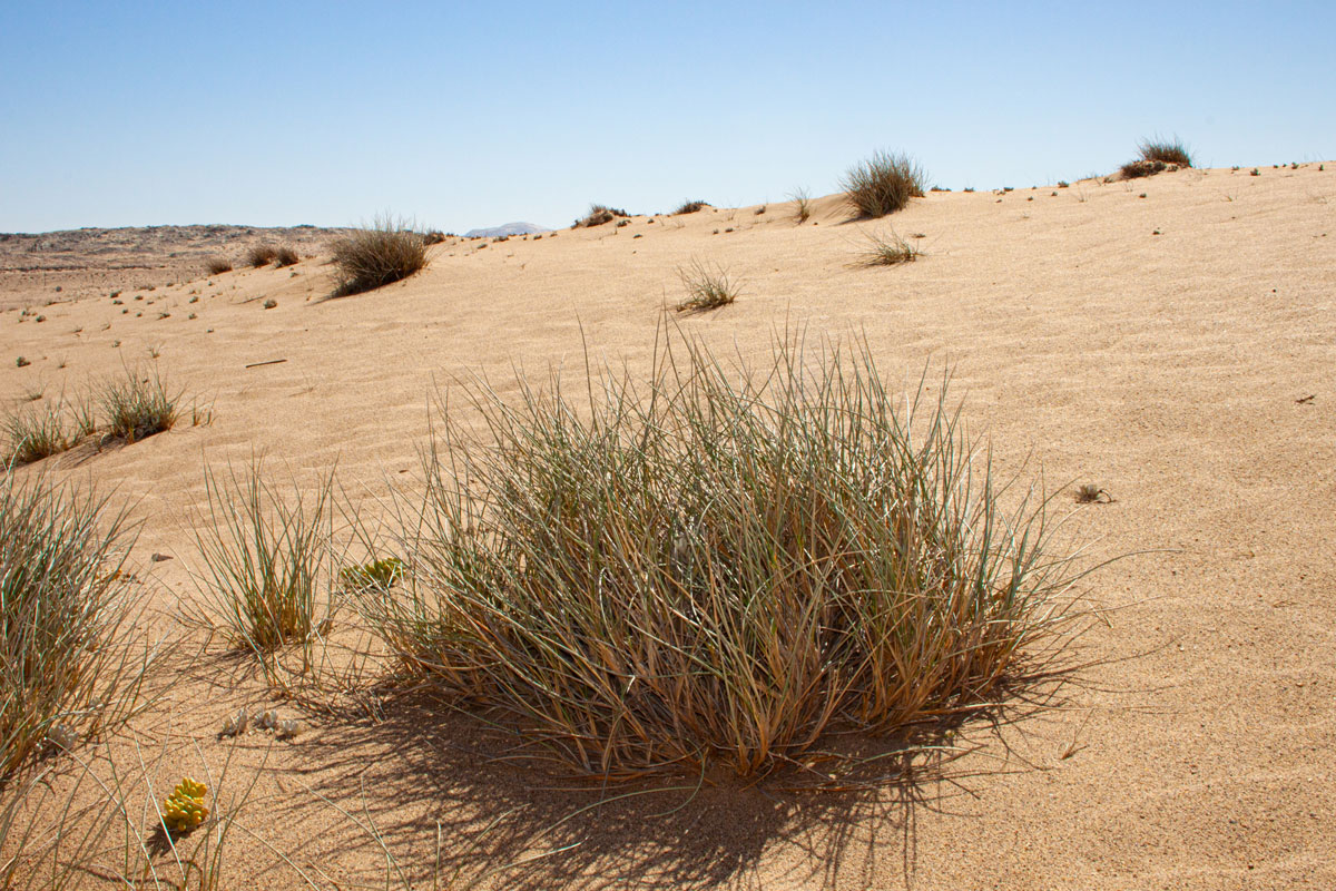Desert bush native to South Africa